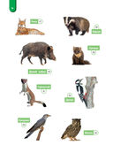 Удивительный мир животных. Энциклопедия для детей — фото, картинка — 15