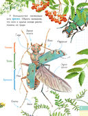Удивительные насекомые — фото, картинка — 9