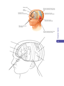 Анатомия Абрахамса. Атлас-раскраска — фото, картинка — 15