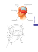 Анатомия Абрахамса. Атлас-раскраска — фото, картинка — 17