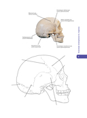 Анатомия Абрахамса. Атлас-раскраска — фото, картинка — 11