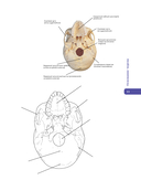 Анатомия Абрахамса. Атлас-раскраска — фото, картинка — 13