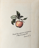 Больше чем шарлотка. Рецепты завтраков, выпечки, десертов, напитков и заготовок из яблок — фото, картинка — 1