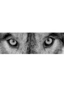 Загляни в глаза волка. 7 принципов настоящего вожака — фото, картинка — 1