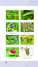 Лечебные травы. Иллюстрированный справочник-определитель — фото, картинка — 17