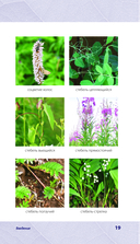 Лечебные травы. Иллюстрированный справочник-определитель — фото, картинка — 18