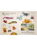 Удивительные энциклопедии. Морские сокровища — фото, картинка — 6