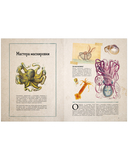 Удивительные энциклопедии. Морские сокровища — фото, картинка — 7