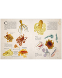 Удивительные энциклопедии. Морские сокровища — фото, картинка — 8