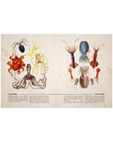 Удивительные энциклопедии. Морские сокровища — фото, картинка — 9