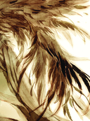 В поисках тени меж цветов — фото, картинка — 14