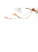 В поисках тени меж цветов — фото, картинка — 5