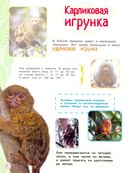 Проворные малыши. Обезьянки — фото, картинка — 1