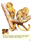 Проворные малыши. Обезьянки — фото, картинка — 2