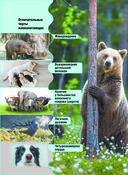 Животные — фото, картинка — 6