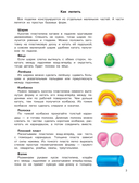 Лепим из пластилина. Для девочек — фото, картинка — 7