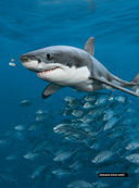 Невероятные акулы — фото, картинка — 1