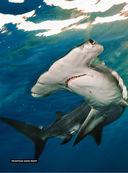 Невероятные акулы — фото, картинка — 2