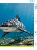 Невероятные акулы — фото, картинка — 7