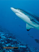 Невероятные акулы — фото, картинка — 8