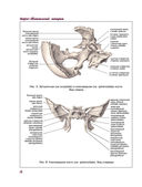 Атлас анатомии человека — фото, картинка — 11