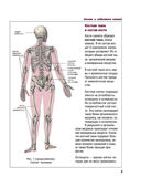 Атлас анатомии человека — фото, картинка — 4