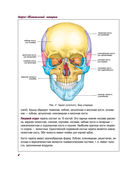 Атлас анатомии человека — фото, картинка — 7