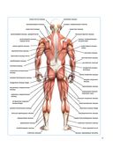 Анатомия наращивания мышц — фото, картинка — 11