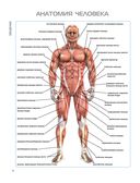 Анатомия наращивания мышц — фото, картинка — 10