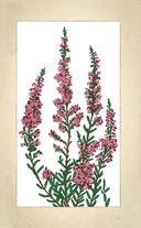 Тайны цветов. Мифы, сказки, легенды — фото, картинка — 17