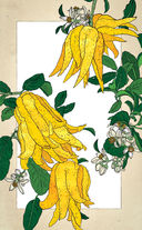 Тайны цветов. Мифы, сказки, легенды — фото, картинка — 21