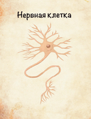 Сказочная анатомия — фото, картинка — 12