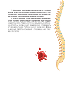 Сказочная анатомия — фото, картинка — 15