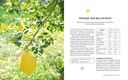 Лимон: от корки до корки. Яркие рецепты с цитрусовыми нотками — фото, картинка — 1