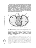 Бронхиальная астма. Признаки, диагностика и методы лечения — фото, картинка — 13