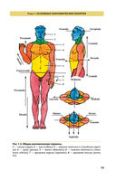 Атлас анатомии человека — фото, картинка — 15