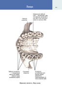 Популярный анатомический атлас по Никите Жукову: кости и мышцы. Инсайты и интересные факты — фото, картинка — 11