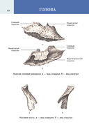 Популярный анатомический атлас по Никите Жукову: кости и мышцы. Инсайты и интересные факты — фото, картинка — 12
