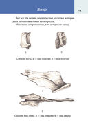 Популярный анатомический атлас по Никите Жукову: кости и мышцы. Инсайты и интересные факты — фото, картинка — 13