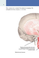 Популярный анатомический атлас по Никите Жукову: кости и мышцы. Инсайты и интересные факты — фото, картинка — 4