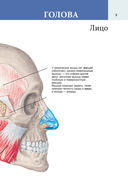 Популярный анатомический атлас по Никите Жукову: кости и мышцы. Инсайты и интересные факты — фото, картинка — 5