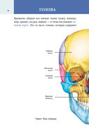 Популярный анатомический атлас по Никите Жукову: кости и мышцы. Инсайты и интересные факты — фото, картинка — 6