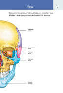 Популярный анатомический атлас по Никите Жукову: кости и мышцы. Инсайты и интересные факты — фото, картинка — 7