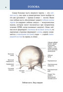 Популярный анатомический атлас по Никите Жукову: кости и мышцы. Инсайты и интересные факты — фото, картинка — 8