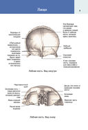 Популярный анатомический атлас по Никите Жукову: кости и мышцы. Инсайты и интересные факты — фото, картинка — 9