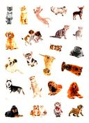 100 наклеек. Кошки и собаки — фото, картинка — 2