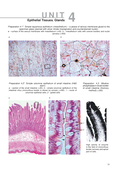 Histology, Cytology, Embryology. Atlas of practice preparations — фото, картинка — 11