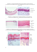Histology, Cytology, Embryology. Atlas of practice preparations — фото, картинка — 12