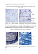 Histology, Cytology, Embryology. Atlas of practice preparations — фото, картинка — 6