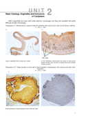 Histology, Cytology, Embryology. Atlas of practice preparations — фото, картинка — 7